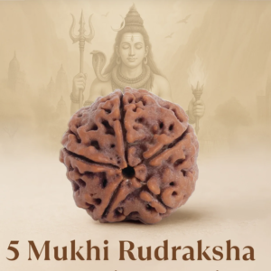 Original Siddh 5 Mukhi Rudraksha